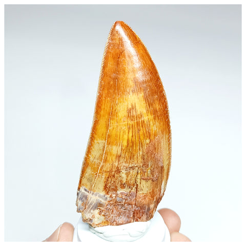 1000 - Gem Grade Carcharodontosaurus saharicus 3.34'' Dinosaur Tooth