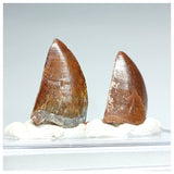 1196 - Set of 2 Juvenile Nicely Preserved Carcharodontosaurus saharicus Dinosaur Teeth