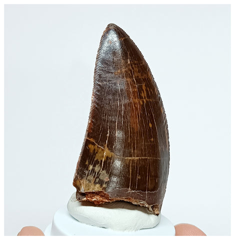 1015 - Gem Grade Carcharodontosaurus saharicus 2.36'' Dinosaur Tooth KemKem