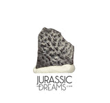 J295 - Top Rare Unidentified Theropod Dinosaur Egg Shell - Late Cretaceous Two Medicine Fm