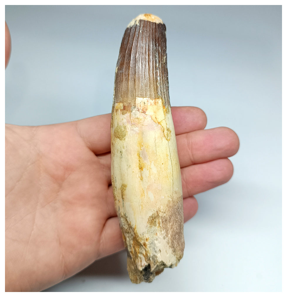 1190 -Amazing Large Fully Rooted Spinosaurus aegyptiacus Dinosaur Tooth