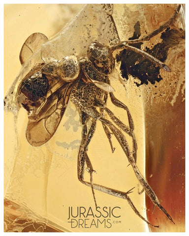 J36 - ENSIGN WASP Evaniidae Fossil Inclusion Genuine BALTIC AMBER + HQ Picture