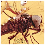 J21 - SUPERB Simuliidae BLACKFLY Fossil Inclusion Genuine BALTIC AMBER + HQ Picture