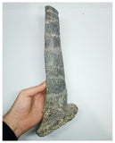 1175 - Museum Grade Unique Spicomellus afer Oldest Ankylosaurian Dinosaur Dermal Spike - El Mers Fm