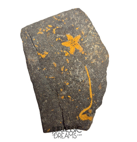 S257 - Nicely Preserved Petraster Ordovician Starfish + Carpoid - Tiouririne Formation