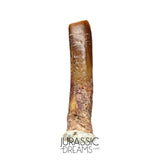 S75 - Top Rare Nigersaurus taqueti (Rebbachisaurid) Sauropod Dinosaur Tooth