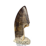 J425 - Tyrannosaur Dinosaur Tooth - Nanotyrannus sp - Late Cretaceous - Hell Creek Fm