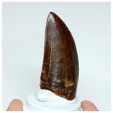 1013 - Gem Grade Carcharodontosaurus saharicus 2.36'' Dinosaur Tooth KemKem