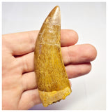 1382 - Huge Carcharodontosaurus saharicus Dinosaur Tooth - Cretaceous KemKem Beds