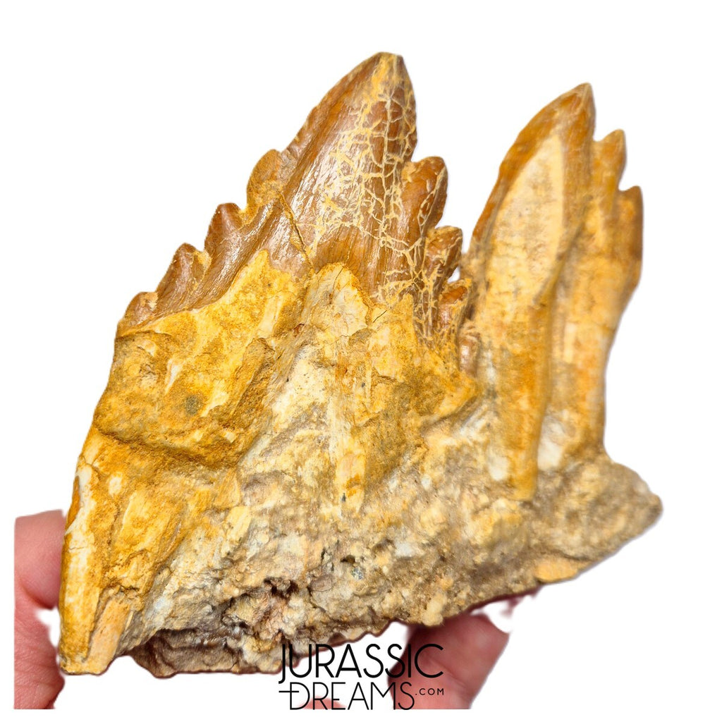 J526 - Huge Basilosaurid cf Pappocetus (Whale Ancestor) Molar Teeth in Partial Dentary Bone