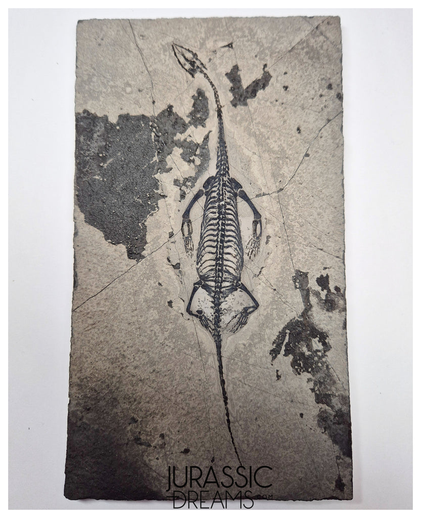 S230 - Nicely Preserved Keichousaurus hui Early Triassic Marine Reptile