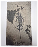 S230 - Nicely Preserved Keichousaurus hui Early Triassic Marine Reptile