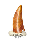 S272 - Gem Grade Abelisaurid (cf Rugops sp) Dinosaur Tooth - Cretaceous KemKem Beds