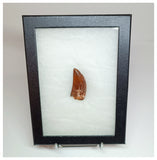 1017 - Nicely Preserved Carcharodontosaurus saharicus 1.96'' Dinosaur Tooth