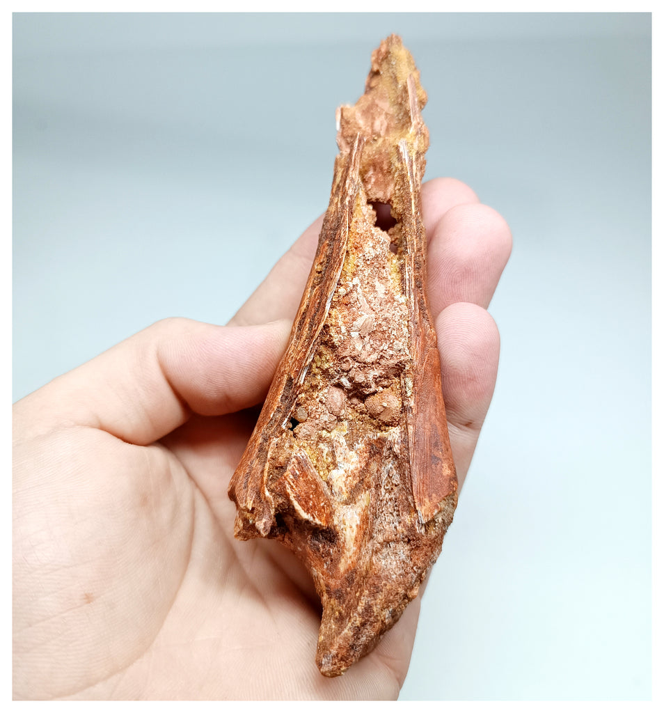 1138 - Top Rare Calamopleurus africanus Cretaceous Fish Skull Bone Kem ...