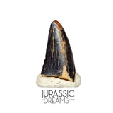 S102 - Juvenile Tyrannosaur Dinosaur Tooth Tip - Judith River Fm