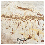 S437 - Nicely Preserved "Diplomystus dentatus" Fossil Fish - Eocene Age from USA