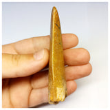1314 - Gem Grade Carcharodontosaurus saharicus Dinosaur Tooth - Cretaceous KemKem Beds