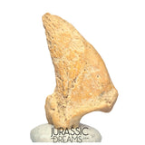 S232 - Amazing Huge Ice Age Cave Bear (Ursus spelaeus) Claw - Upper Pleistocene