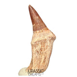S408- Nicely Preserved Gavialimimus almaghribensis (Rare Mosasaur species) Rooted Tooth - Late Cretaceous