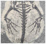 S138 - Nice Keichousaurus hui Early Triassic Marine Reptile WITH PRESERVED TEETH