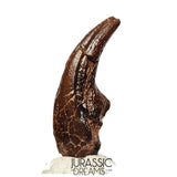 J108 - Top Rare Killer Alvarezsaurid Theropod Dinosaur Manus Claw - Lower Cretaceous Elrhaz Fm
