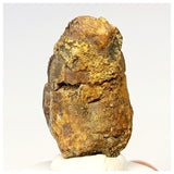 1307- Exceedingly Rare Unidentified Basal Iguanodontian Dinosaur Tooth - Cretaceous Elrhaz Fm