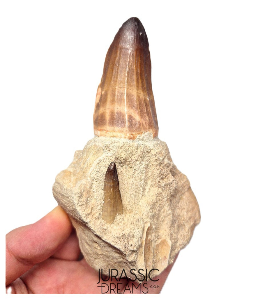 S429 - Rare Unusual Mosasaur Prognathodon cf solvayi Rooted Tooth with Emerging Replacement Tooth