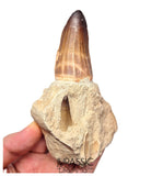 S429 - Rare Unusual Mosasaur Prognathodon cf solvayi Rooted Tooth with Emerging Replacement Tooth
