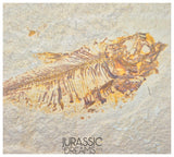 S251 - Nicely Preserved "Diplomystus dentatus" + "Knightia eocaena" Fossil Fishes - Eocene Age from USA