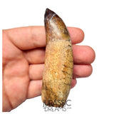 S491 - Museum Grade Fully Rooted Sarcosuchus imperator Crocodile Tooth - Cretaceous Elrhaz Fm