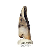J477 - Tyrannosaur Dinosaur Tooth - Nanotyrannus Premaxillary Tooth (cf Aublysodon) - Hell Creek Fm