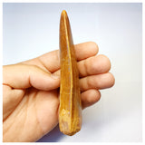 1313 - Huge Carcharodontosaurus saharicus Dinosaur Tooth - Cretaceous KemKem Beds