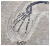 S227 - Large & Nicely Preserved Keichousaurus hui Early Triassic Marine Reptile