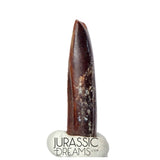 S169 - Top Rare Finest Quality Nigersaurus taqueti (Rebbachisaurid) Sauropod Dinosaur Tooth