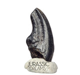 J140 - Top Rare Alvarezsaurid Theropod Dinosaur Claw - Lower Cretaceous Elrhaz Fm