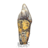 S242 - Nicely Preserved Huge Ice Age Cave Bear (Ursus spelaeus) Incisor Tooth