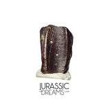 J412 - Nicely Preserved Edmontosaurus Hadrosaurid "duck-billed" Ornithopod Dinosaur Tooth - Hell Creek Fm
