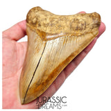 J563 - Gem Grade Huge Killer Megalodon Tooth from Rare Indonesia Location