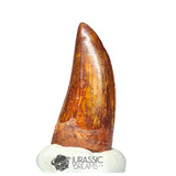 20224 - Finest Grade Carcharodontosaurus saharicus Dinosaur Premaxillary Tooth