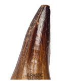 S351 - Huge Thalassotitan atrox (Largest known mosasaur species) Rooted Tooth - VISIBLE CARINA