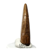 J566 - Tyrannosaur Dinosaur Tooth - Nanotyrannus sp - Late Cretaceous - Lance Creek Fm