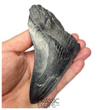 J404 - Outstanding Huge Black Serrated Megalodon Shark Tooth - South Carolina