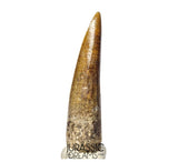 S350 - Gem Grade Suchomimus tenerensis Spinosaurid Dinosaur Tooth - Cretaceous Elrhaz Fm