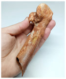 1145- Rare Cretaceous Azhdarchid Pterosaur Metacarpal Bone KemKem Beds