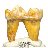 S400 - Gem Grade Ice Age Cave Bear (Ursus spelaeus) Lower Dentary Molar Tooth (M1)