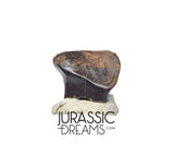 J427 - Exceedingly Rare Denversaurus schlessmani Nodosaurid Armored Dinosaur Tooth - Lance Creek Fm