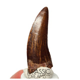 S110 - Gem Grade Carcharodontosaurus saharicus Dinosaur Tooth