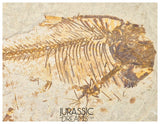 S323 - Nicely Preserved Association of 2 "Diplomystus dentatus" Fossil Fishes - Eocene Age from USA