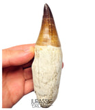 S258 - Outstanding Huge Thalassotitan atrox (Largest known mosasaur species) Rooted Tooth - Late Cretaceous